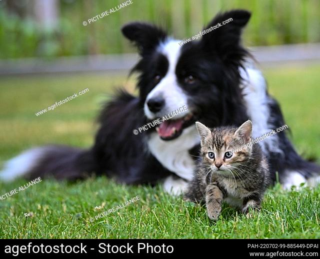 02 July 2022, Brandenburg, Sieversdorf: A female dog of the Border Collie breed is lying in a meadow in a garden with a kitten a few weeks old