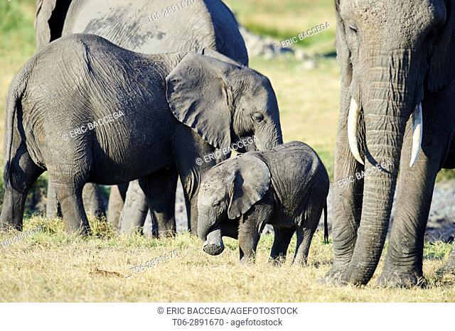 African elephant family with mother and young calf (Loxodonta africana), Duba Plains, Okavango Delta, Botswana, Southern Africa