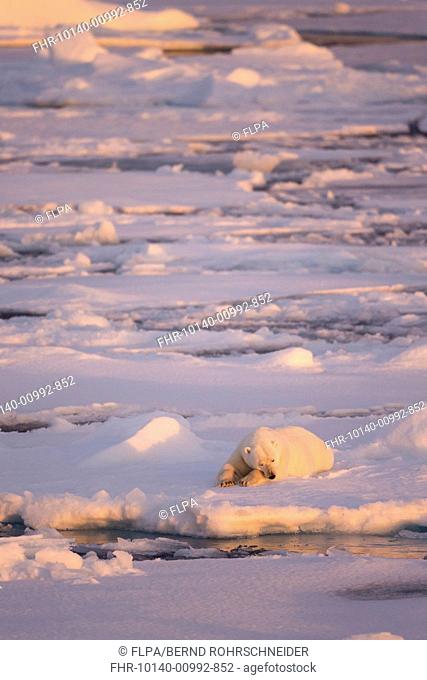 Polar Bear (Ursus maritimus) adult, sleeping on icefloe at sunset, Erik Eriksenstretet, Svalbard, August