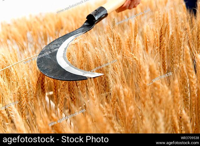 Farmers harvest wheat with a sickle