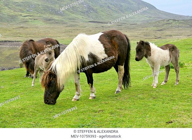 Piebald Shetland Pony - herd with mares and foals on pasture