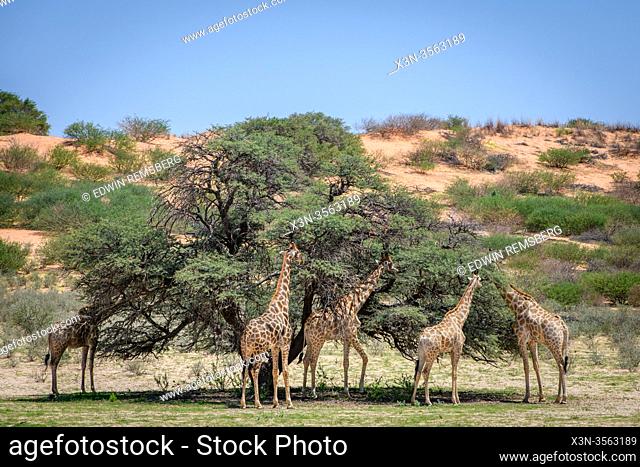Giraffe (Giraffa) in Kgalagadi, South Africa