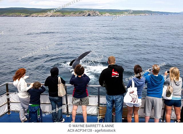Whale watchers viewing a Humpback WhaleMegaptera novaeangliae flukes in Witless Bay Ecological Reserve, Newfoundland and Labrador, Canada
