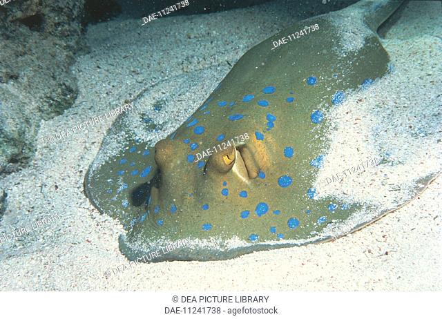 Zoology - Fishes - Rajiformes - Bluespotted stingray (Taeniura lymna) on sea bed. Red Sea