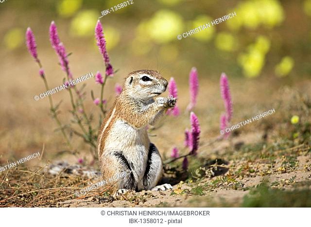African Ground Squirrel (Xerus rutilus), Mabuasehube Game Reserve, Kalahari Desert, Botswana, Africa