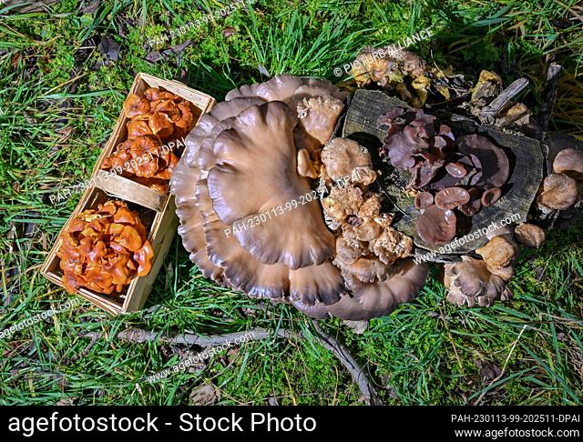11 January 2023, Brandenburg, Drebkau: In a forest in Lusatia, Lutz Helbig, mushroom consultant, has put together a small selection of real winter mushrooms