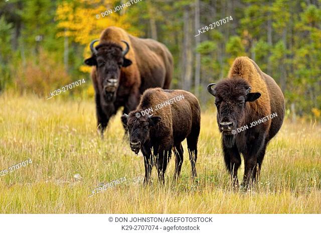Wood Buffalo/Bison (Bison bison athabascae) Mother with first-year calf and bull, Mackenzie Management Area, Northwest Territories, Canada