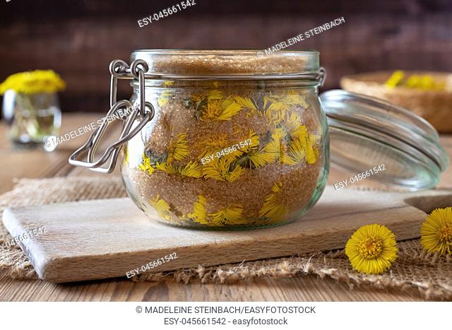 Glass jar filled with fresh coltsfoot flowers and cane sugar, to prepare homemade herbal syrup against cough
