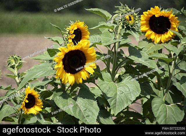 Sunflowers in a field, sunflower, sunflower oil, field with flowers to cut yourself on a farm in Huenxe-Drevenack, July 24th, 2022, ?