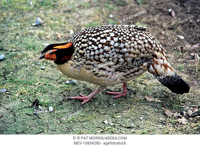 Cabot's Tragopan - Also known as: Yellow-bellied tragopan and Chinese tragopan. (Tragopan caboti). South East China
