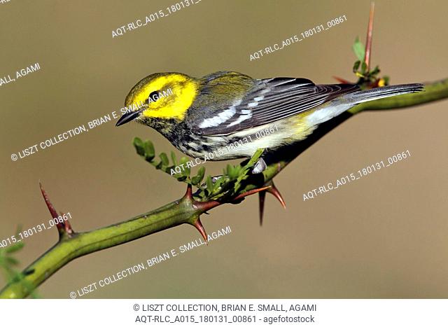 Black-throated Green Warbler, Setophaga virens, Green Warbler, Phylloscopus nitidus