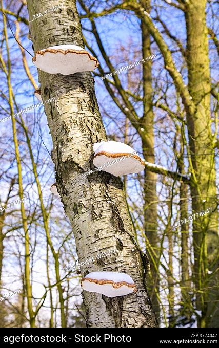 Turkeytails on a tree in a Dutch winter landscape with snow, The Netherlands, Europe
