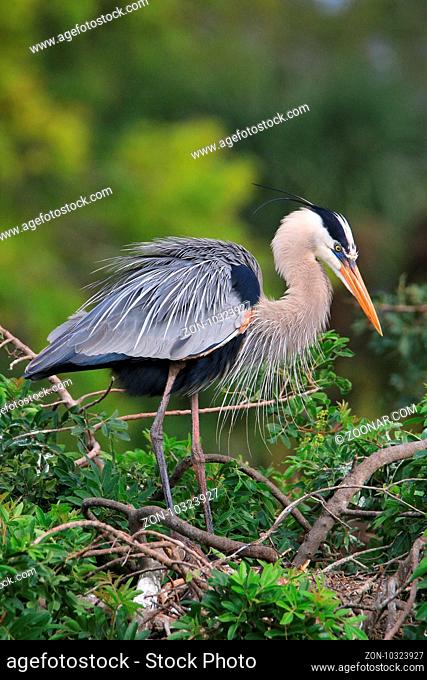 Great Blue Heron (Ardea herodias) standing on a nest. It is the largest North American heron