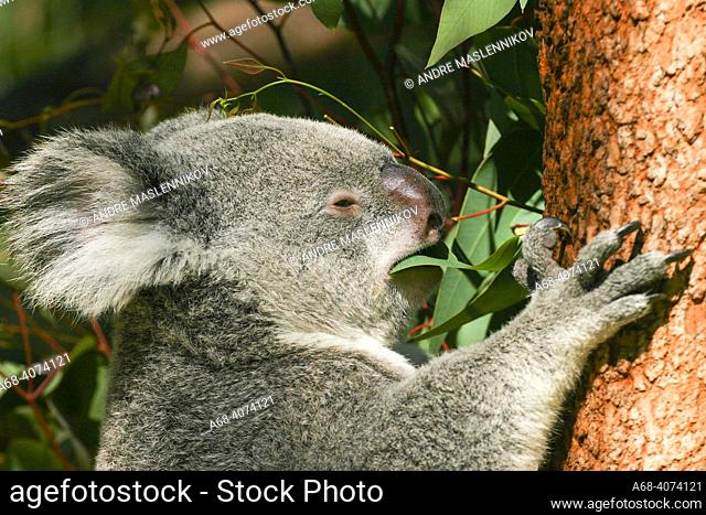 The koala is an Australian arboreal marsupial and the only extant species in the family Phascolarctidae. It has previously been called marsupial bear and koala...