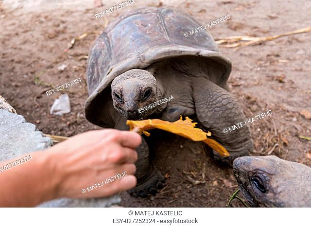 Female tourist feeding and admiring big old Aldabra giant tortoises, Aldabrachelys gigantea, in National Park on La Digue island, Seychelles