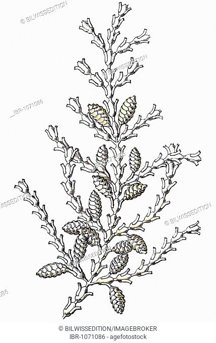 Historic illustration, tablet 25, title Sertulariae, marine cnidaria, name Diphasia, 3/ Synthecium elegans, feathered branch of a stem, Ernst Haeckel