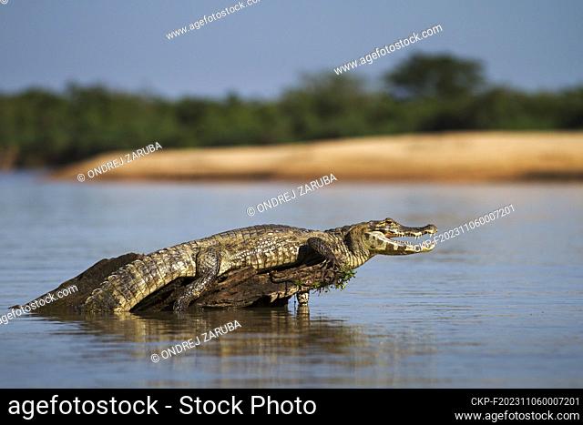 danger yacare caiman in Pantanal (CTK Photo/Ondrej Zaruba)