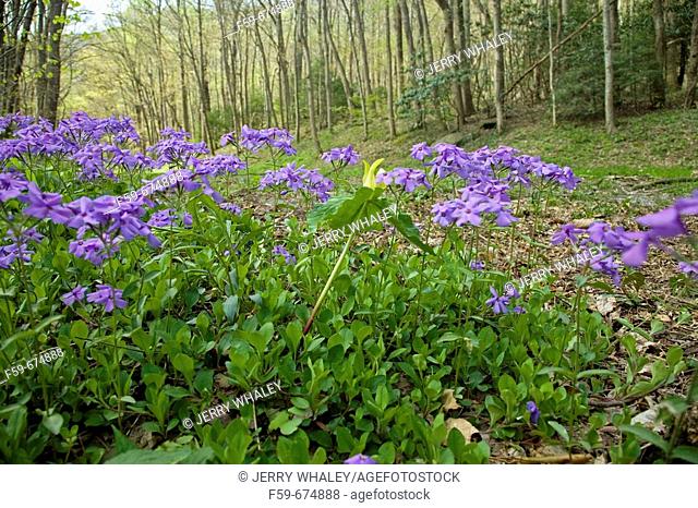 Phlox & Yellow Trillium, Spring Wildflowers, Great Smoky Mtns Nat  Park, TN, USA