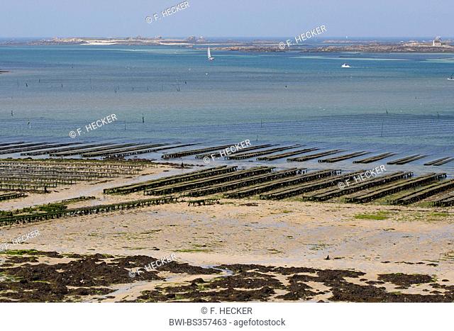 Pacific oyster, giant Pacific oyster, Japanese oyster (Crassostrea gigas, Crassostrea pacifica), oyster farming, racks with oysters in net bags at ebb tide