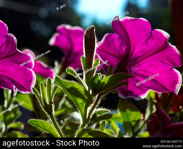 Petunia is genus of 35 species of flowering plants of South American origin. On the picture is petunia in the sunshine