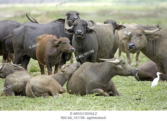 Asian Water Buffalo Thailand Bos arnee Bubalus arnee Hausbueffel Thailand Kerabau Carabao Hausbüffel Asiatischer Wasserbüffel Bueffel Büffel