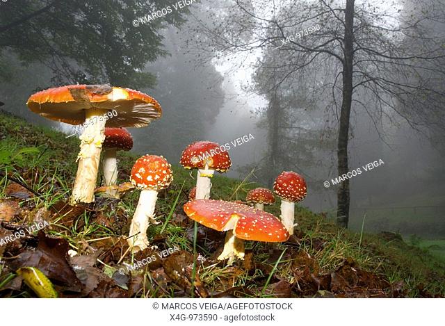 Grupo de setas matamoscas  Fly agaric mushrooms  Amanita muscaria  Parque natural Monte Aloia, Tui, Pontevedra
