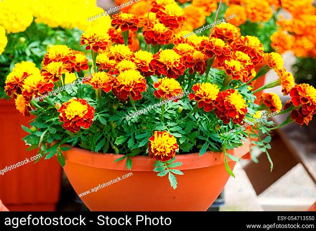 Tagetes patula french marigold in bloom, orange yellow flowers, green leaves, pot plant
