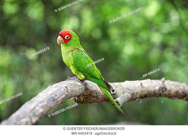 Red-masked parakeet, also cherry-headed conure or red-headed conure (Psittacara erythrogenys) perched on branch, Jorupe Nature Reserve, tropical dry forest