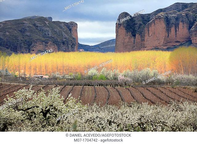 Iregua valley, spring time, vines and river bank forest. Rioja wine region, Spain