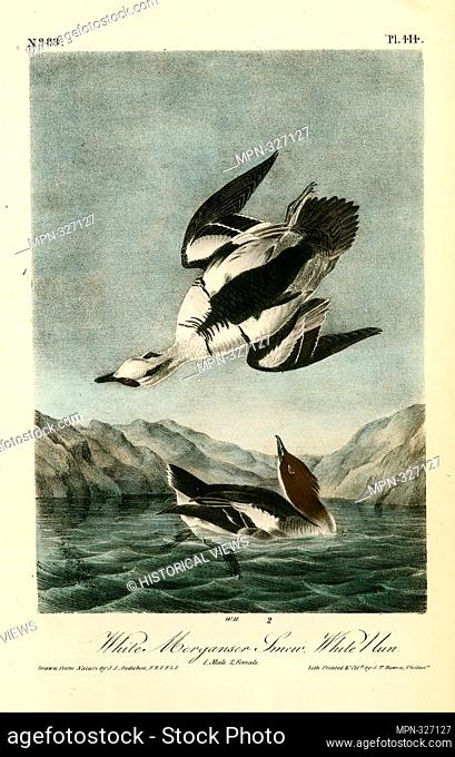 White Merganser Smew. White Nun. 1. Male. 2. Female. Audubon, John James, 1785-1851 (Artist). The birds of America, from drawings made in the United States and...