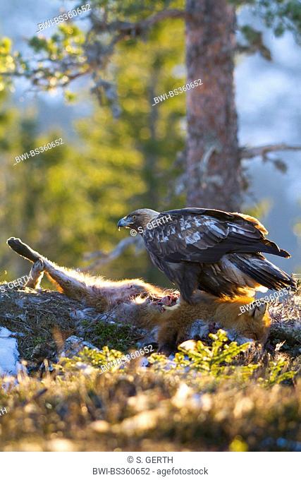 golden eagle (Aquila chrysaetos), standing on a dead red fox, Norway, Trondheim