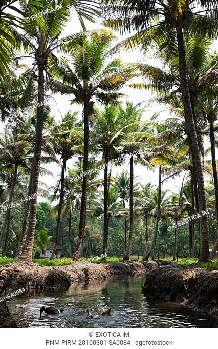 Coconut palm trees at the waterfront, Kochi, Kerala, India