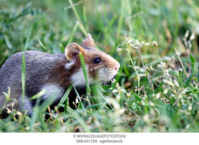 Common hamster (Cricetus cricetus)
