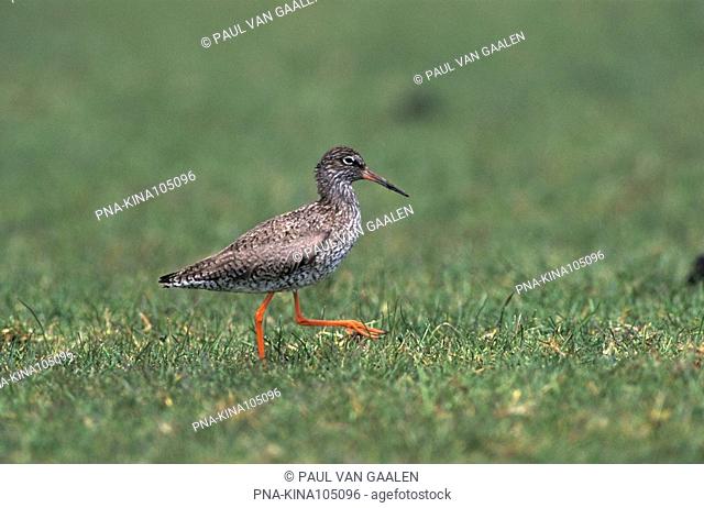 Common Redshank Tringa totanus - West Terschelling, Skylge, Wadden islands, Frisia, The Netherlands, Holland, Europe
