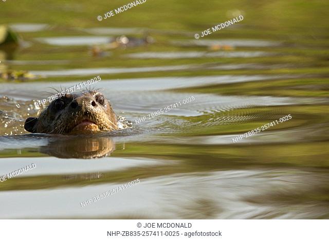 Giant River Otter, Pteronura brasiliensis, swimming in river, Matto Grosso, Pantanal, Brazil, South America
