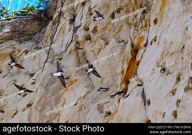 12 July 2022, Mecklenburg-Western Pomerania, Hiddensee: 12.07.2022, Hiddensee Island. Sand martins (Riparia riparia) fly to their nesting caves