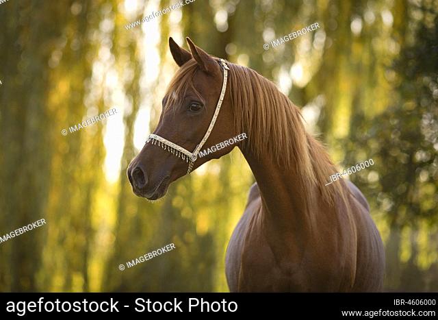 Thoroughbred Arabian chestnut mare, animal portrait, in front of autumn forest, flooded with light, Germany, Europe