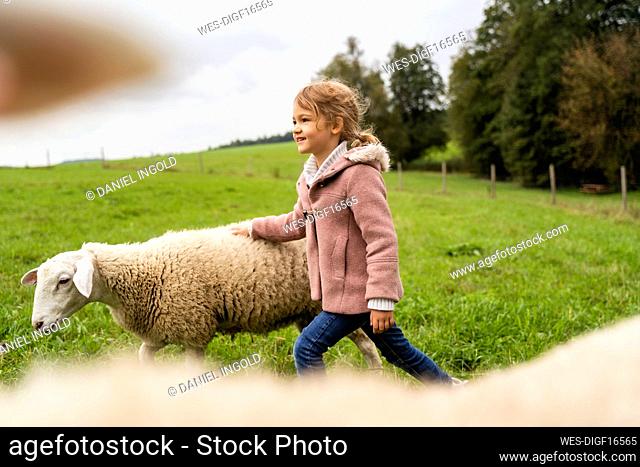 Smiling cute girl walking with sheep at agriculture field