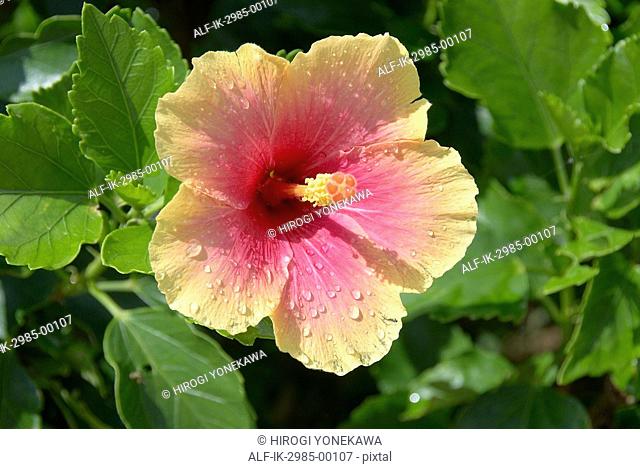 Droplets on Hibiscus Flower