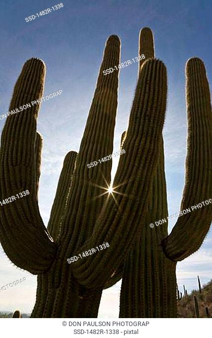 Low angle view of two Saguaro cacti Carnegiea gigantea, Catalina State Park, Tucson, Arizona, USA