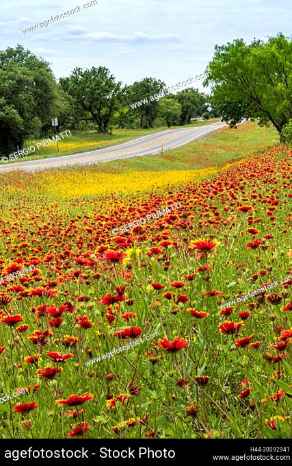 Gaillardia pulchella, Hill Country, Texas, USA, indian blanket, springtime, wildflowers