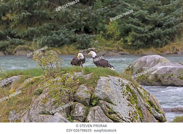 A pair of Bald Eagles on a Rock in the Chilkoot River in Alaska