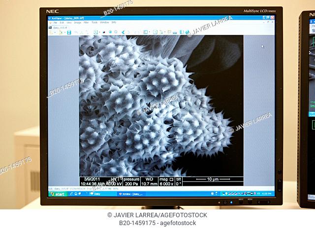 Polen images on SEM, Analysis of nanostructures and nanodevices, Environmental scanning electron microscopy Laboratory, ESEM, Microscope Quanta TM 250 FEG