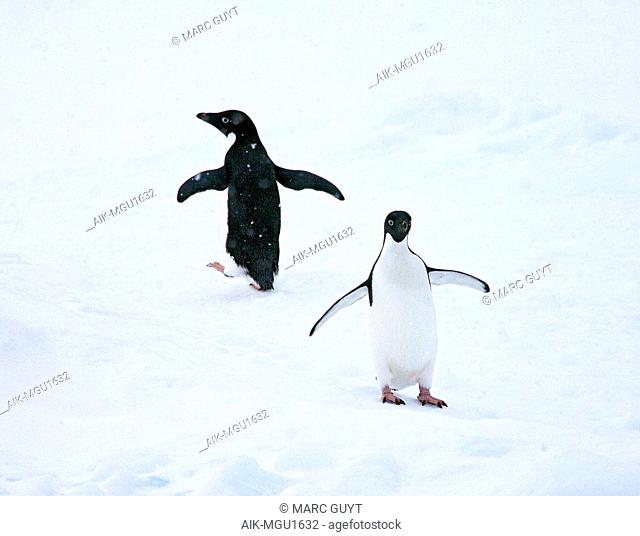 Two Adelie Penguins (Pygoscelis adeliae) standing in the snow in Antarctica on an iceberg