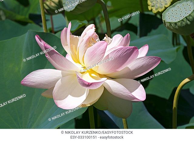 Sacred lotus (Nelumbo nucifera). Virginia, United States