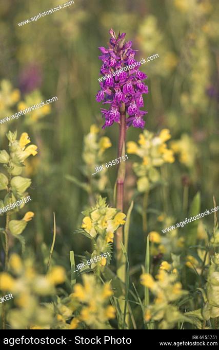 Moorland spotted orchid (Dactylorhiza maculata) between Rhinanthus, Langeoog, Lower Saxony, Germany, Europe