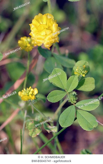 larger hop clover, low hop clover (Trifolium campestre), flowering