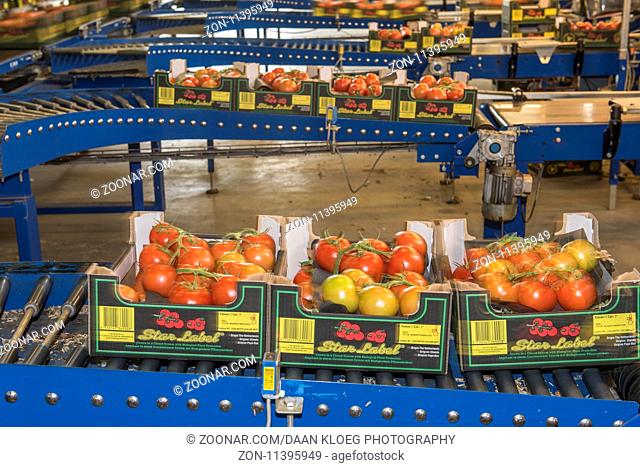 Harmelen, Netherlands - May 23, 2017: Tomatoes stockroom with conveyor belt in greenhouse for production of tomatoes