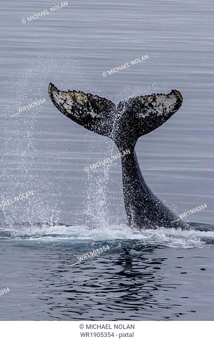 Humpback whale (Megaptera novaeangliae) surface display, tail throw, Useful Island, Antarctica, Polar Regions