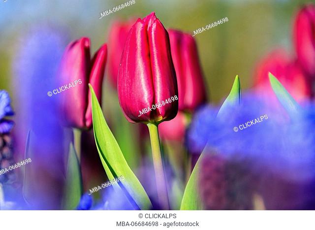 Close up of red and violet tulips in bloom at the Keukenhof Botanical garden Lisse South Holland The Netherlands Europe